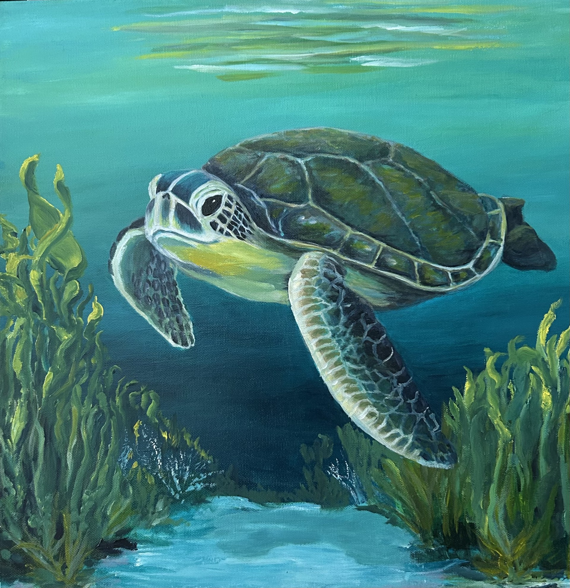 Swimming Turtle8:30