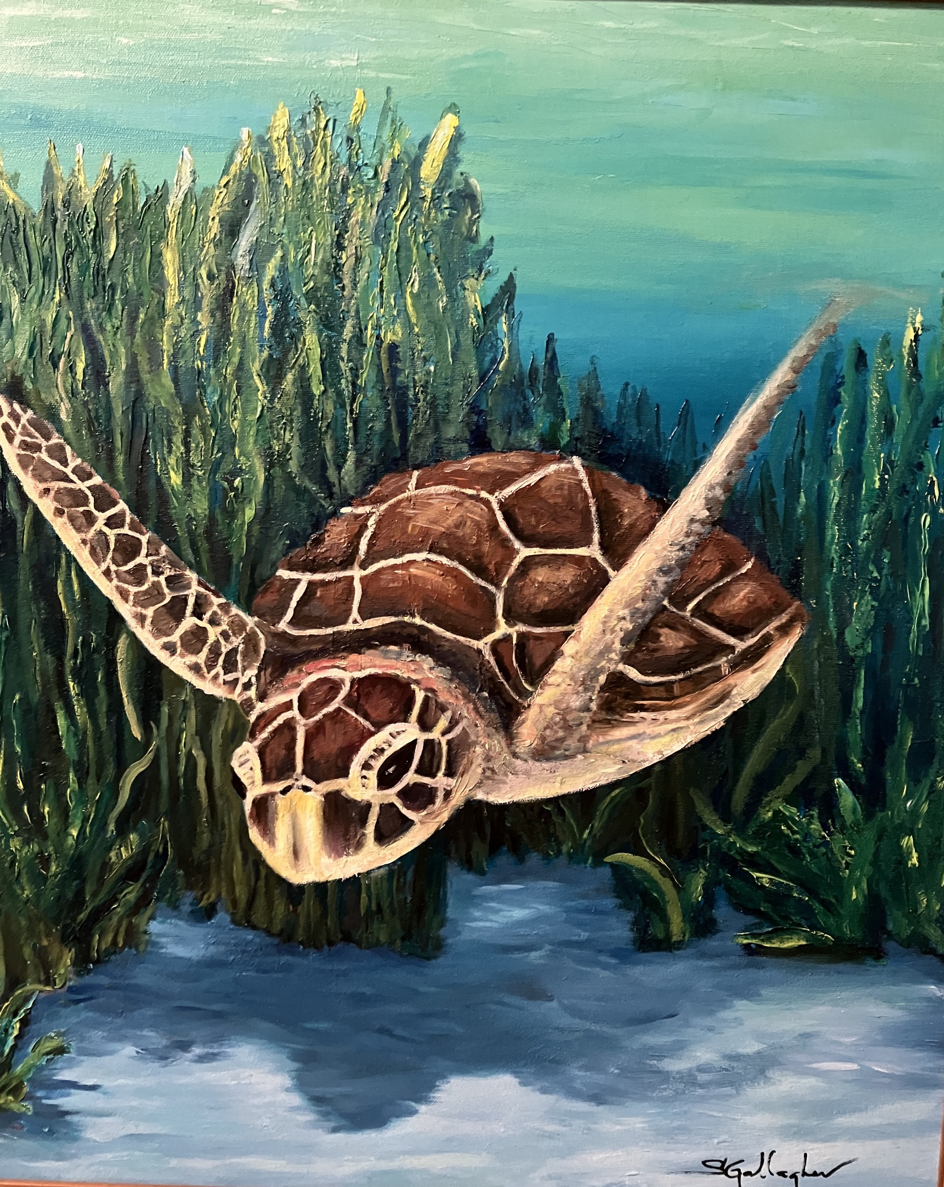 Diving Turtle15:58